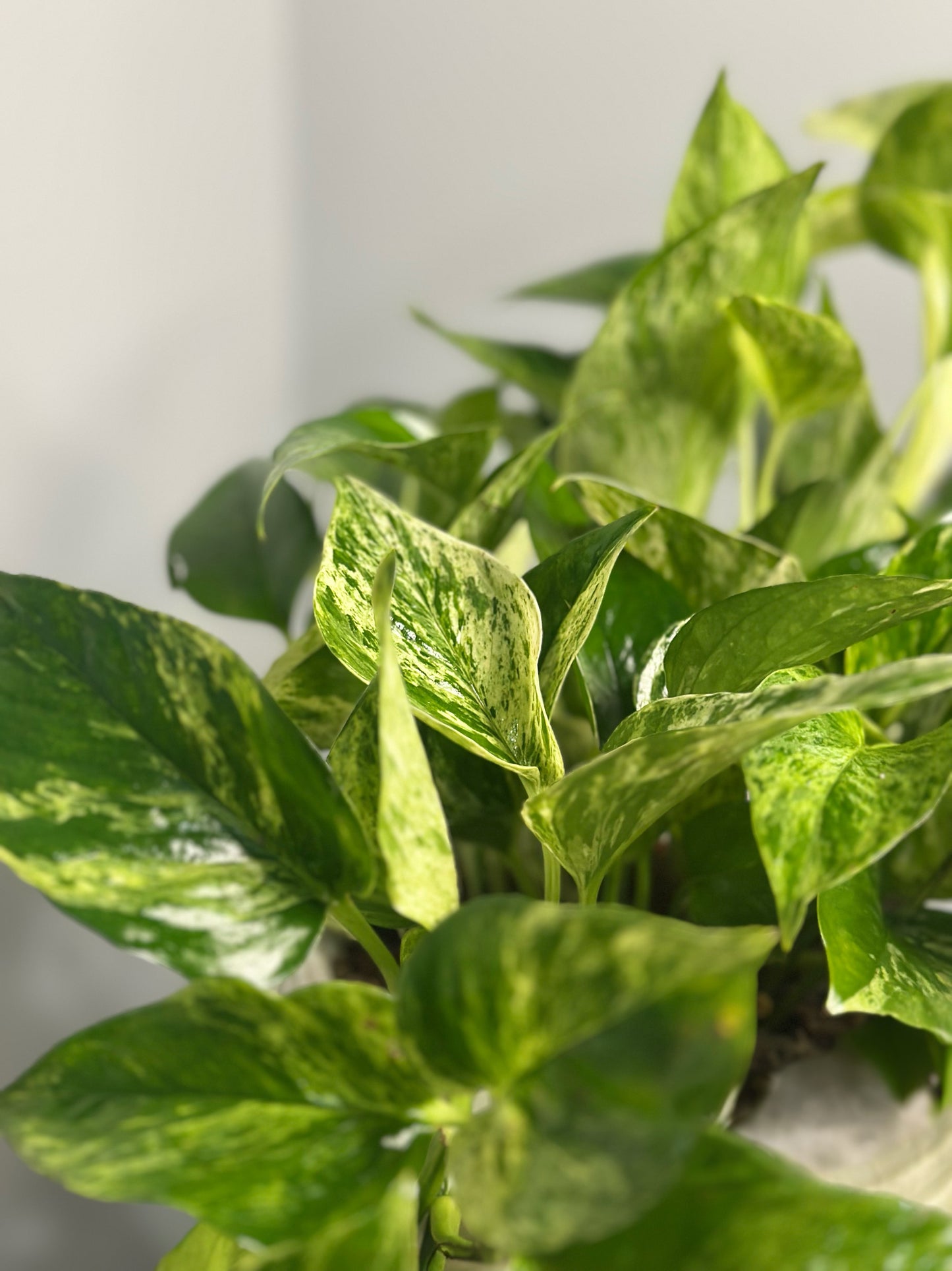 Marble Pothos || Epipremnum aureum ‘Marble Queen‘