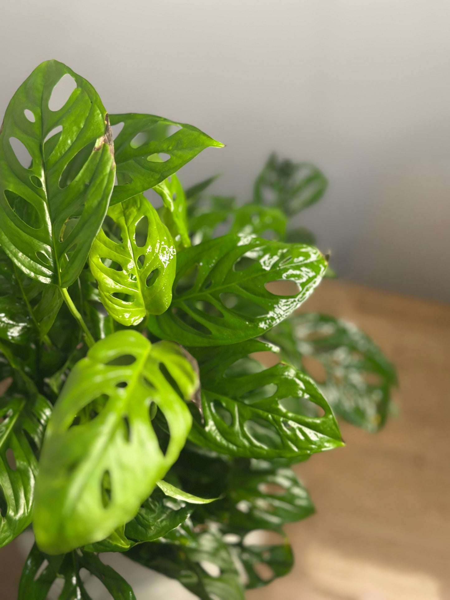 Swiss Cheese || Monstera Adasonii