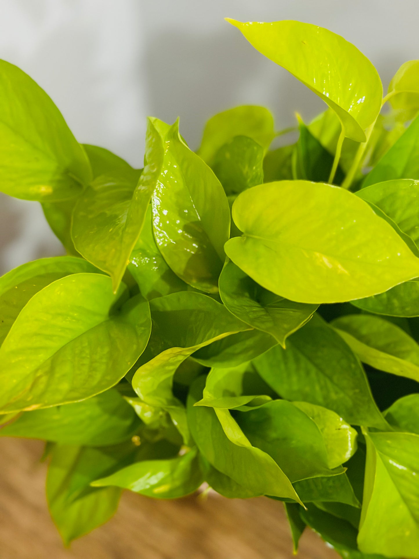 Neon Pothos || Epipremnum Aureum 'Neon'