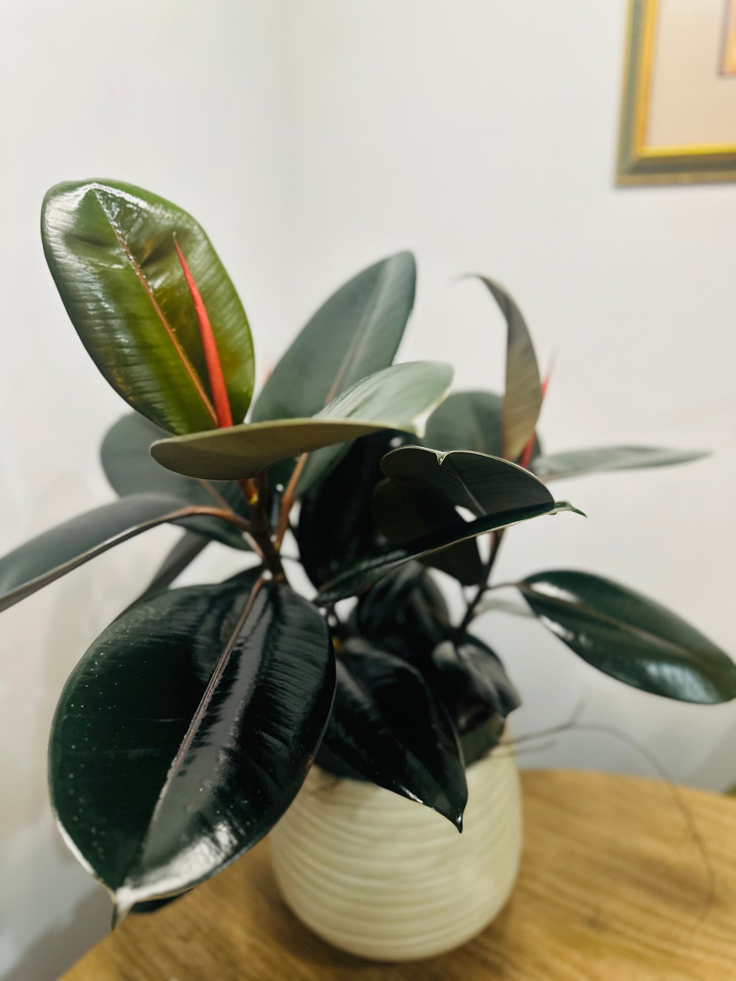 Burgundy Rubber Tree || Ficus Elastica 'Burgundy'