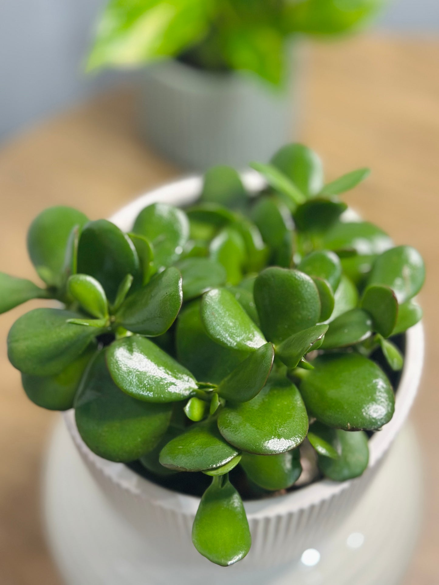 Jade || Crassula Ovata