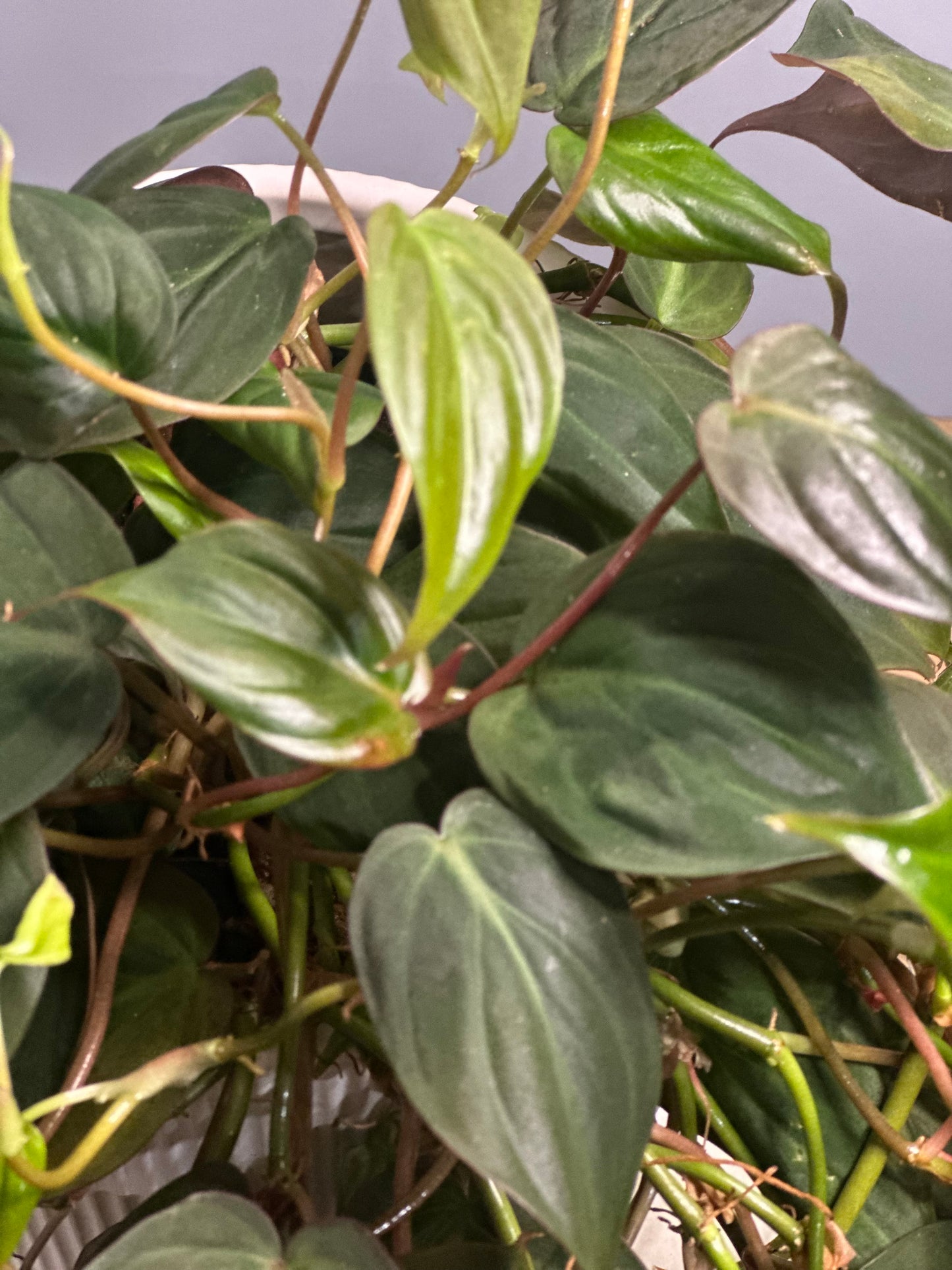 Mican || Philodendron Mican 'Velvet'