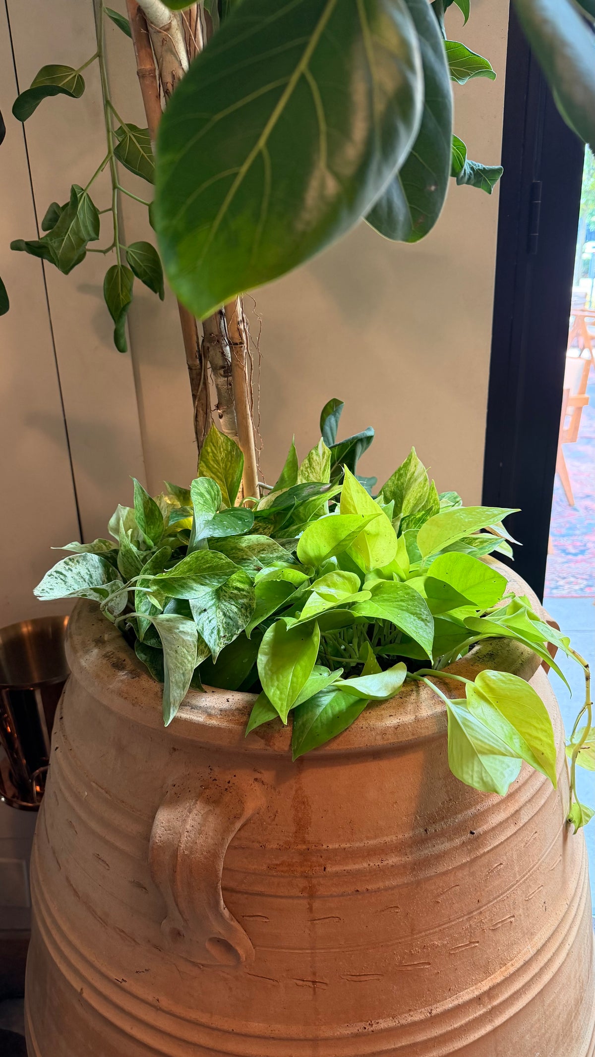 Rooted Care Service