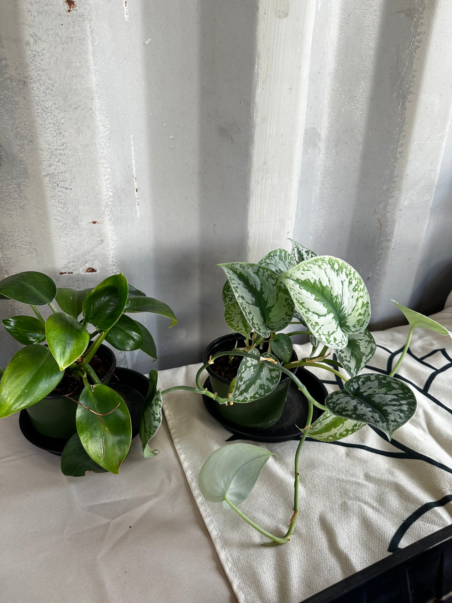 Plant Repotting Service
