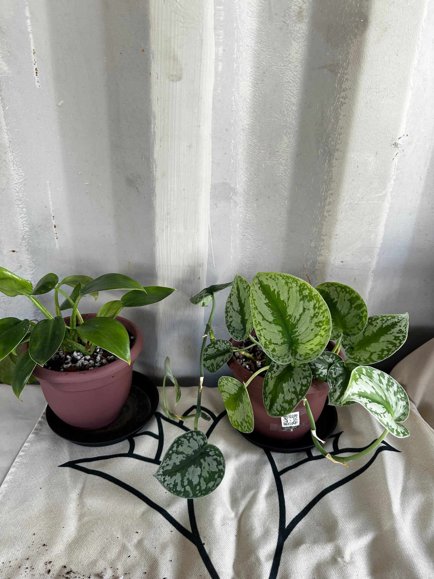 Plant Repotting Service
