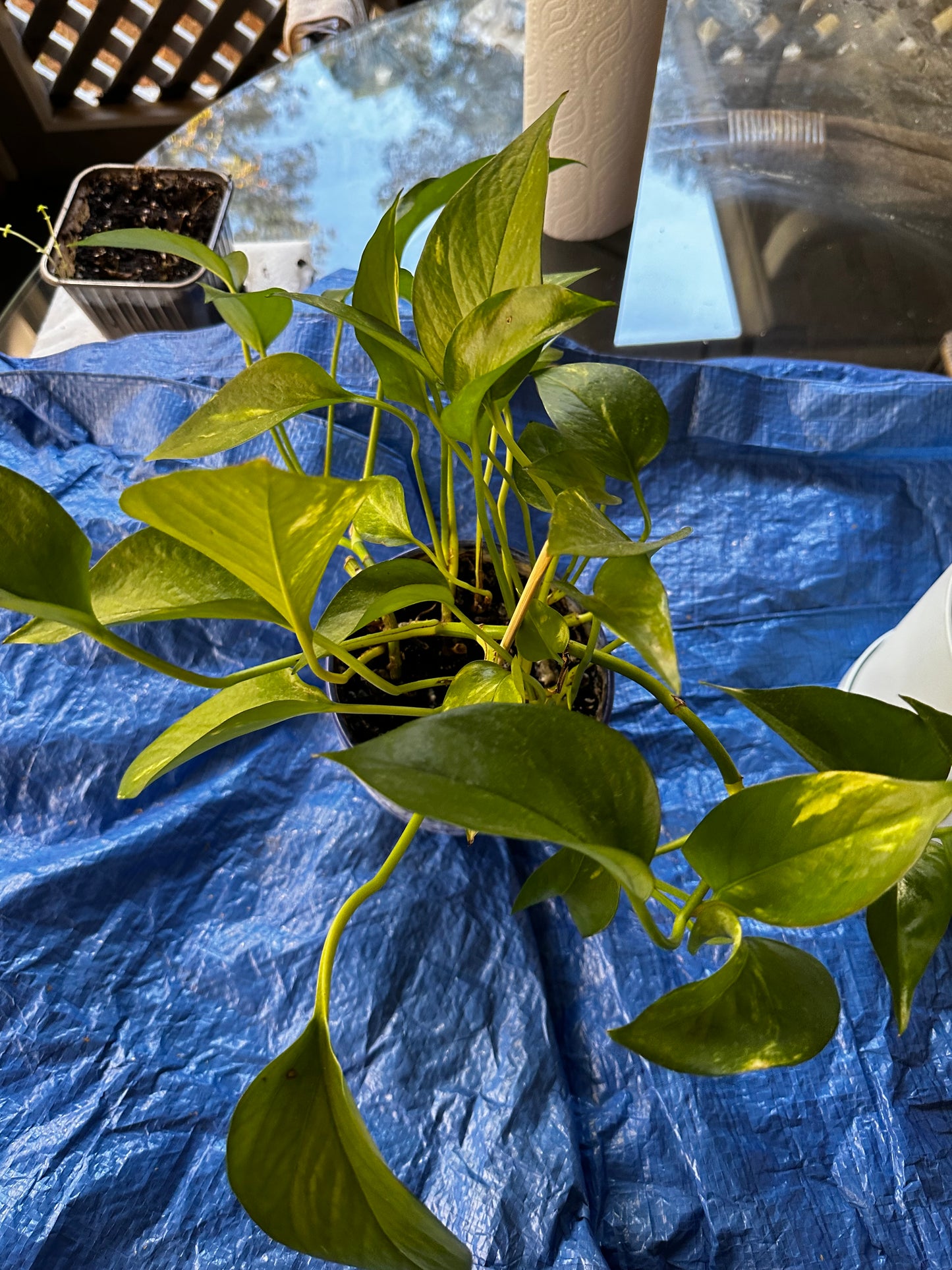 Plant Repotting Service