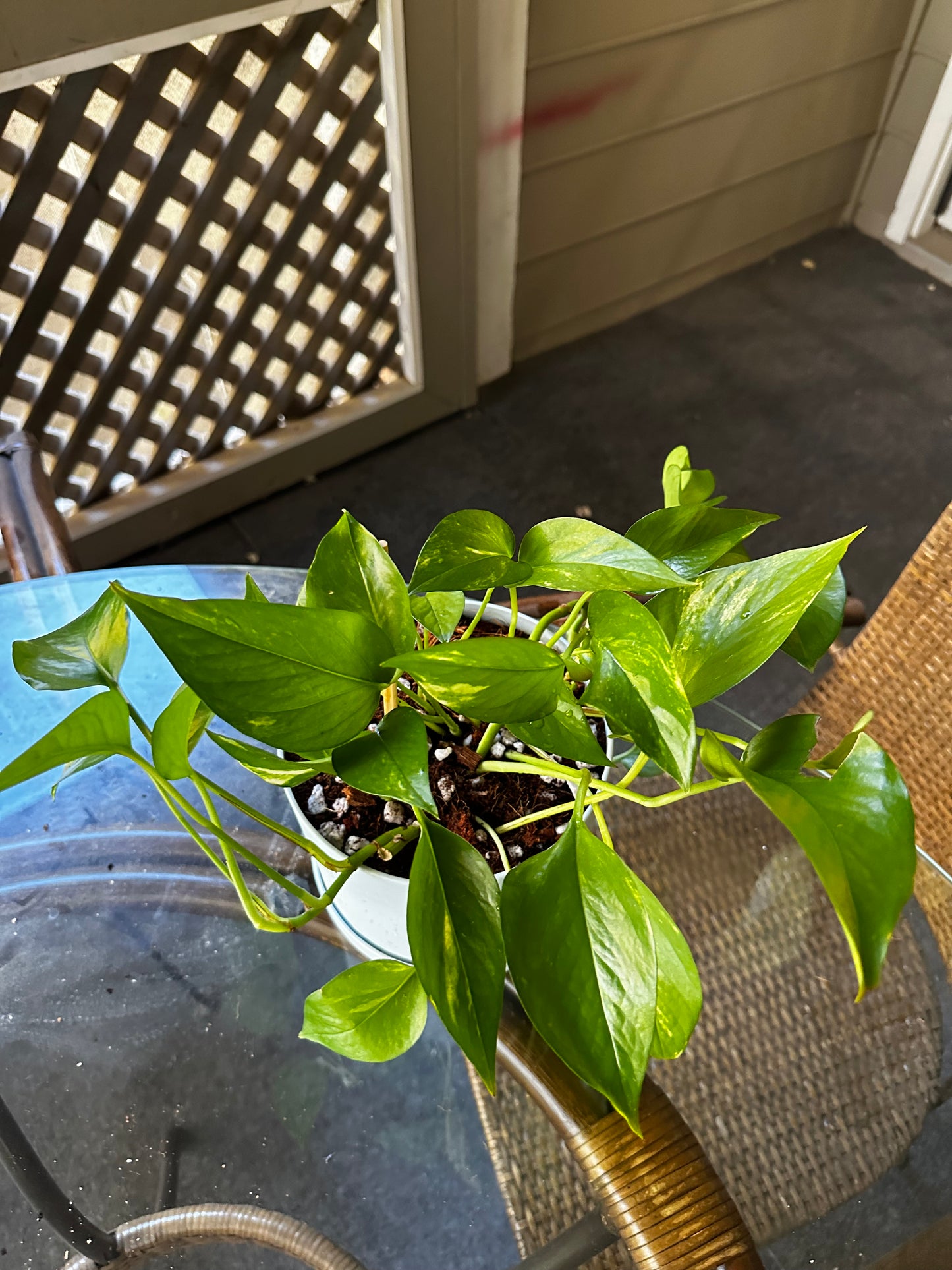 Plant Repotting Service