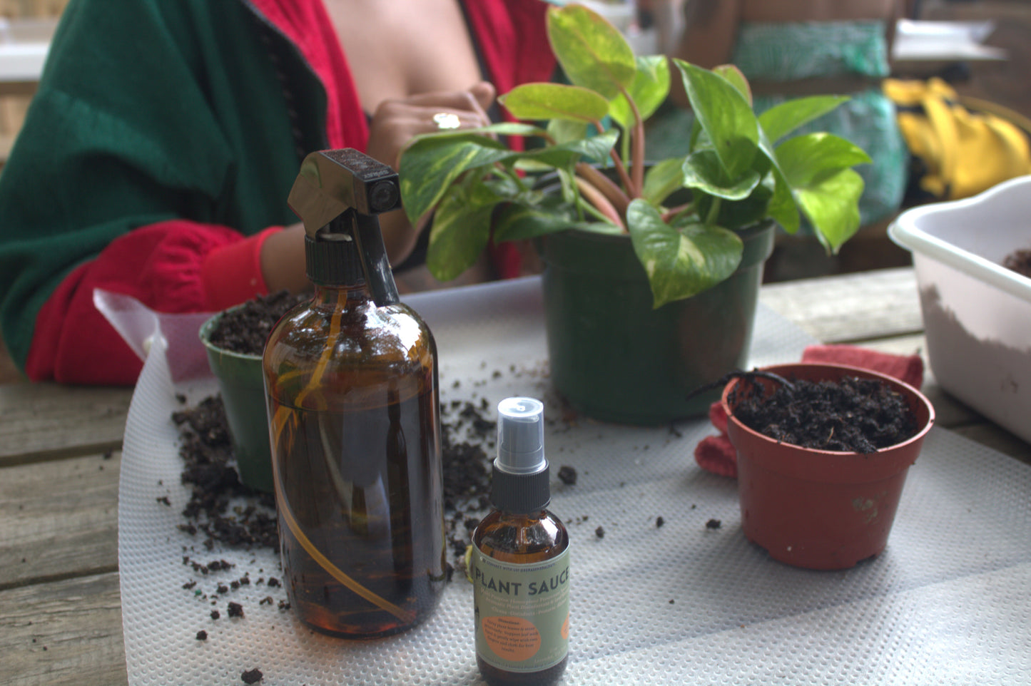 Plant Repotting Service