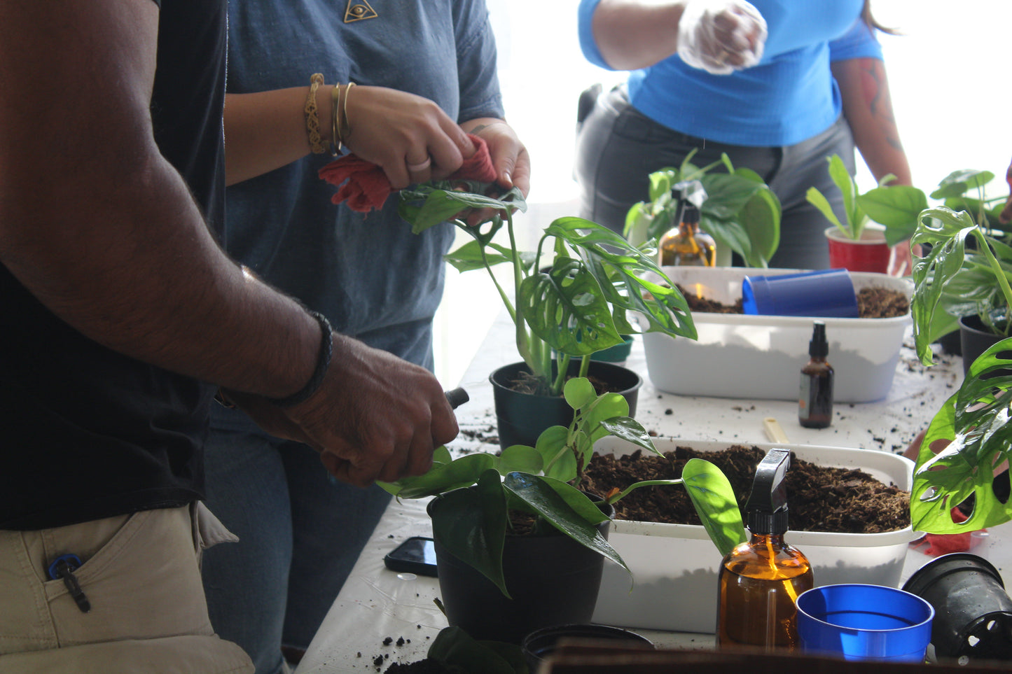 Plant Repotting Service