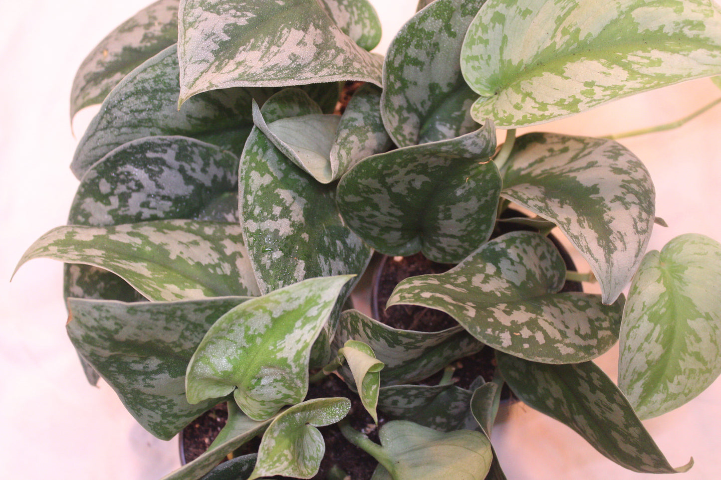 Satin Pothos || Scindapsus Pictus 'Exotica'
