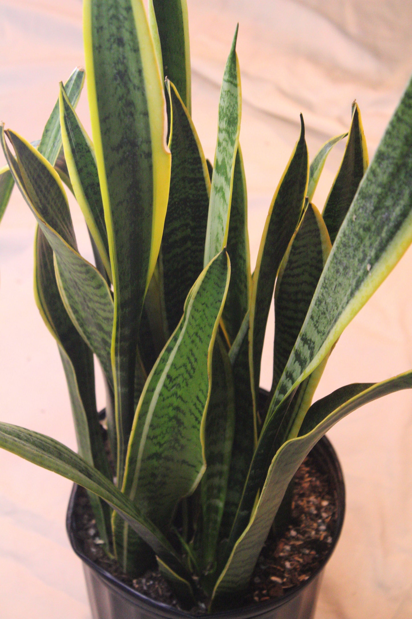 Laurentii Snake || Sansevieria Trifasciata 'Laurentii’