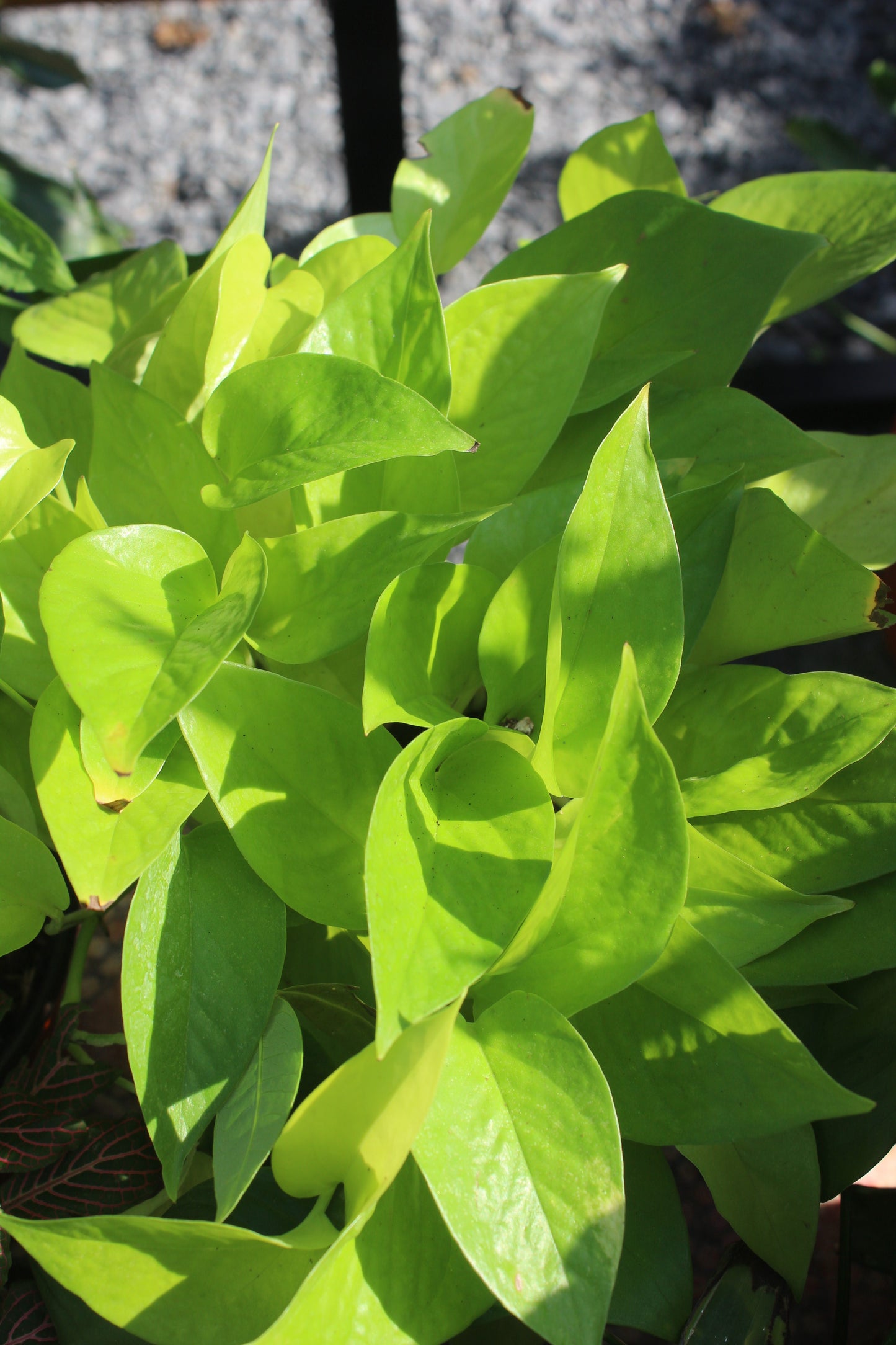 Neon Pothos || Epipremnum Aureum 'Neon'
