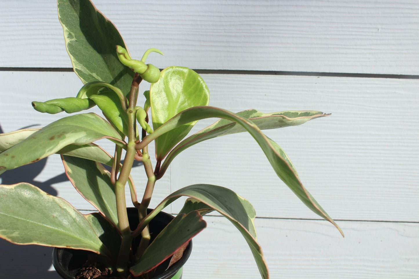 Ginny || Peperomia Clusiifolia