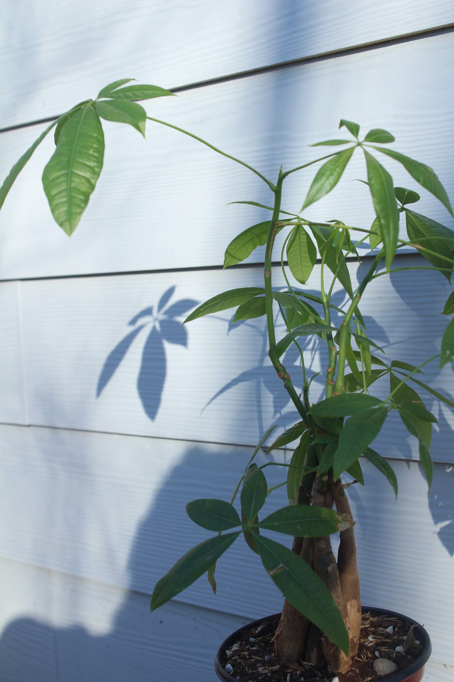 Braided Money Tree || Pachira Aquatica