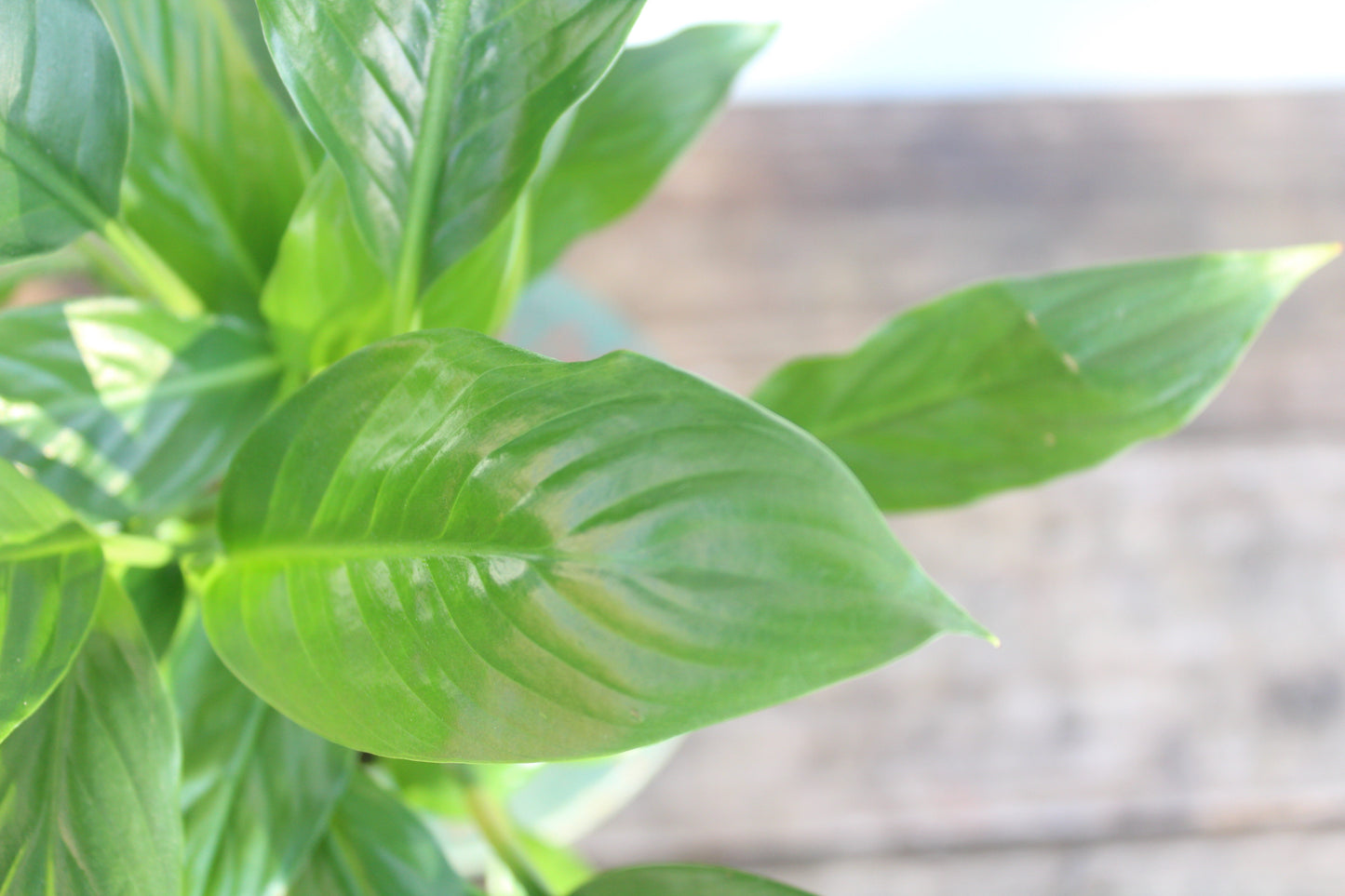 Peace Lily || Spathiphyllum