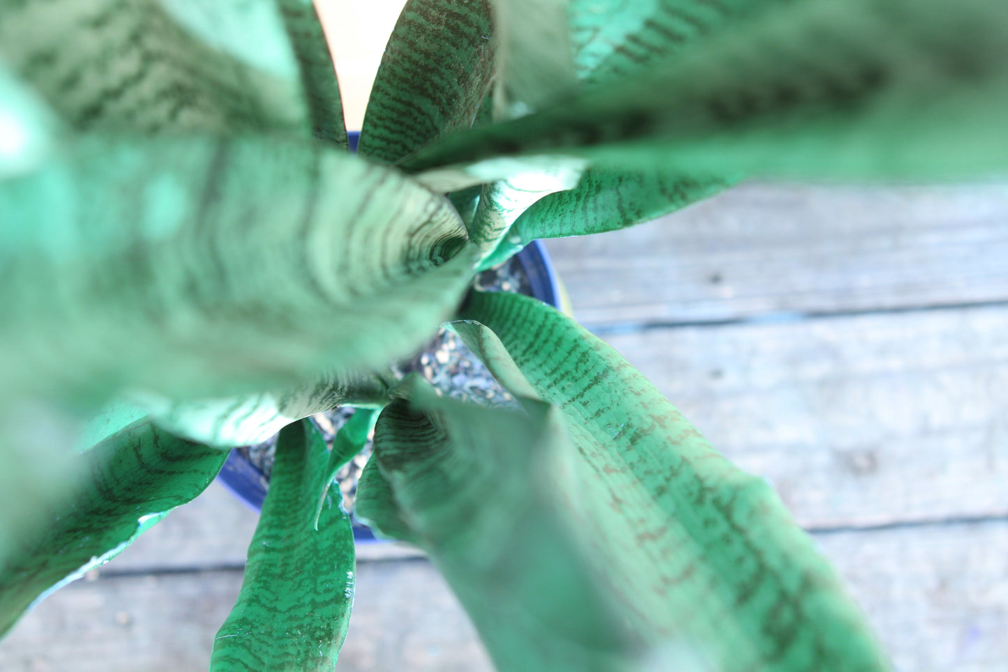 Green Snake || Sansvieria Zetylanica