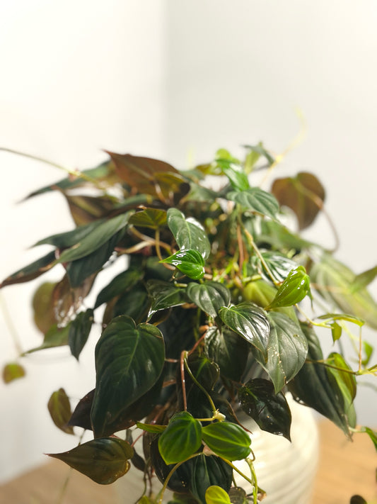 Mican || Philodendron Mican 'Velvet'