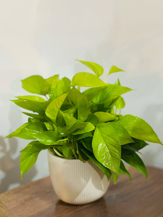 Neon Pothos || Epipremnum Aureum 'Neon'