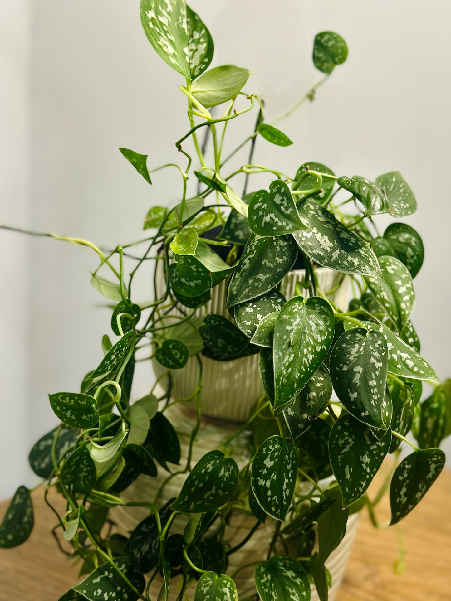 Satin Pothos || Scindapsus Pictus