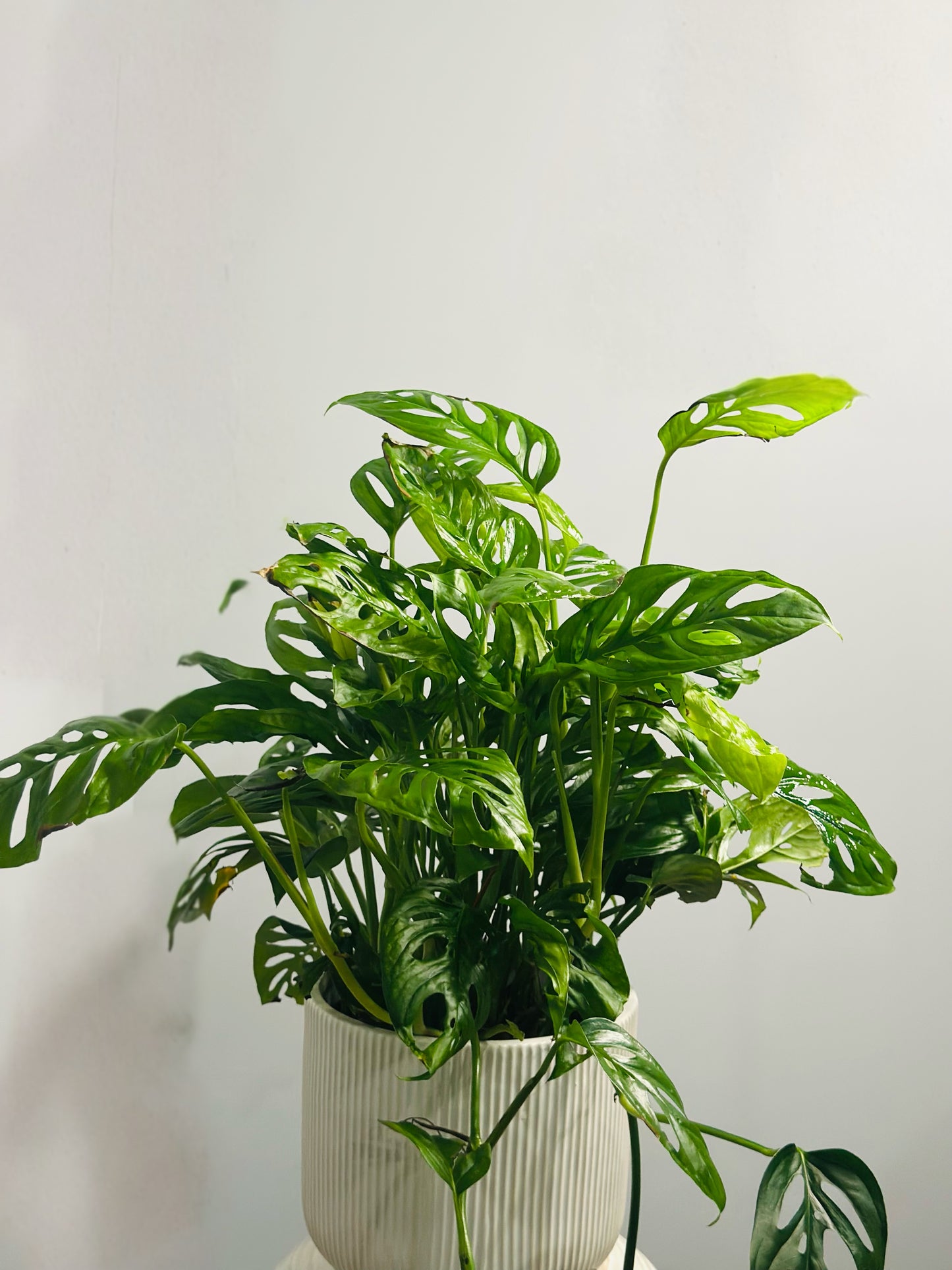 Swiss Cheese || Monstera Adasonii