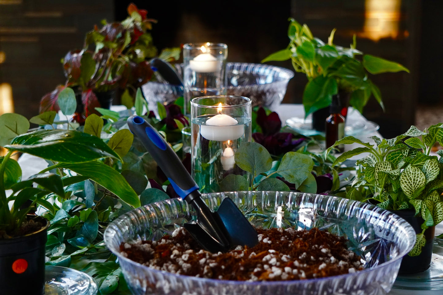 Plant Repotting Service