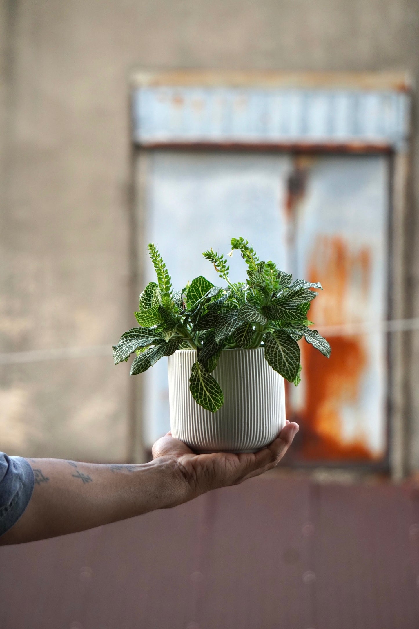 Growin' & Glowin': A Rooftop Repotting Party