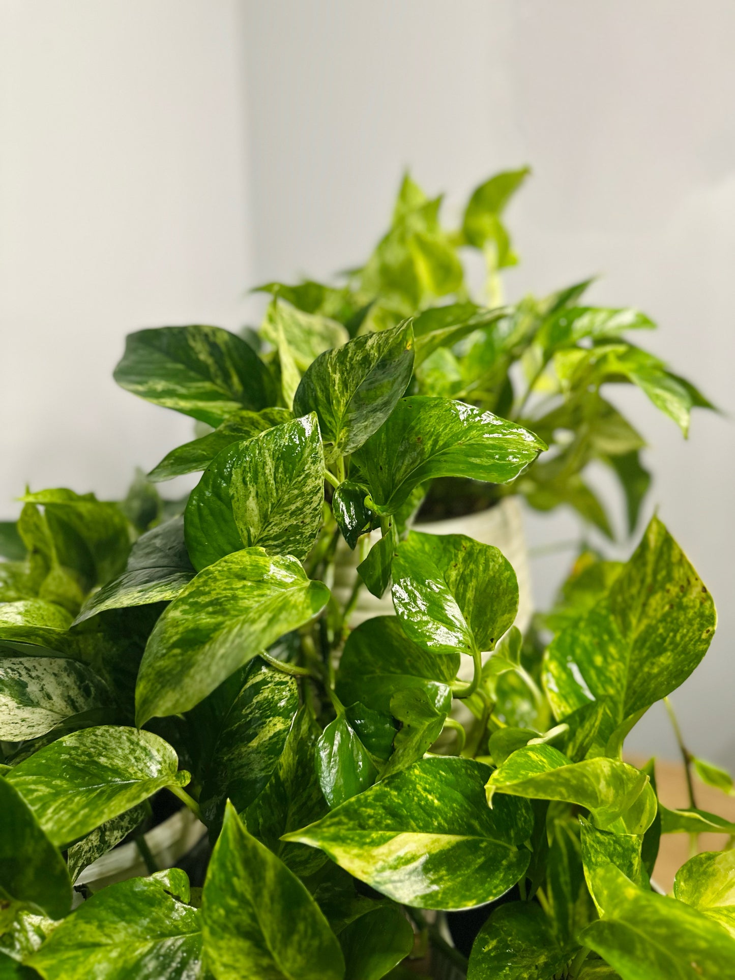 Marble Pothos || Epipremnum aureum ‘Marble Queen‘