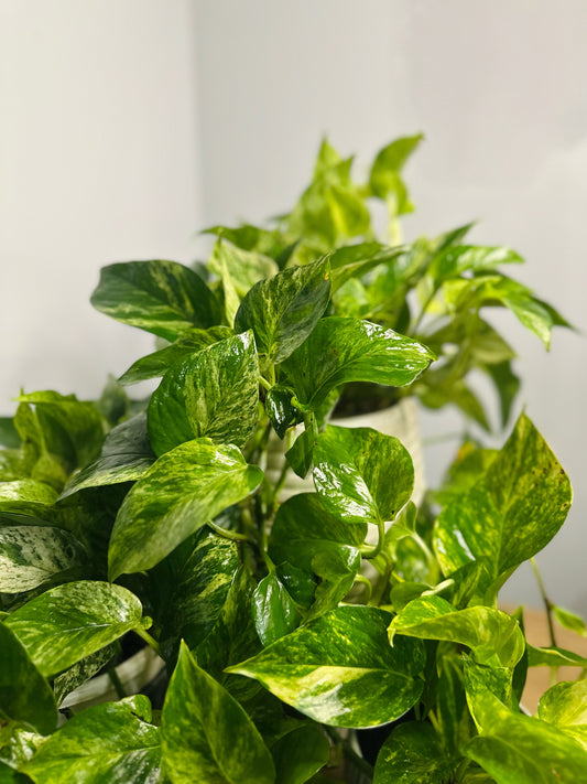 Marble Pothos || Epipremnum aureum ‘Marble Queen‘