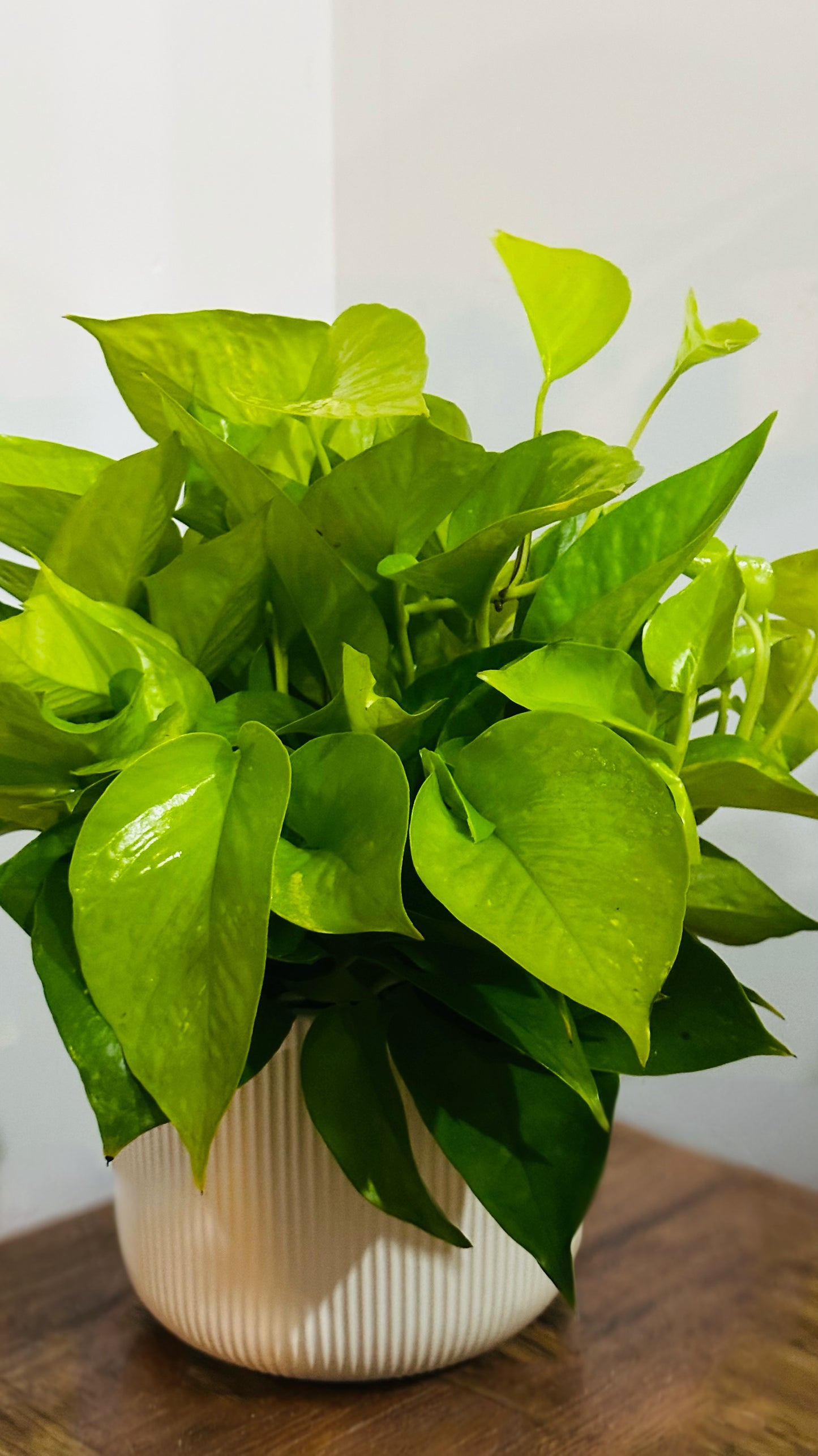 Neon Pothos || Epipremnum Aureum 'Neon'