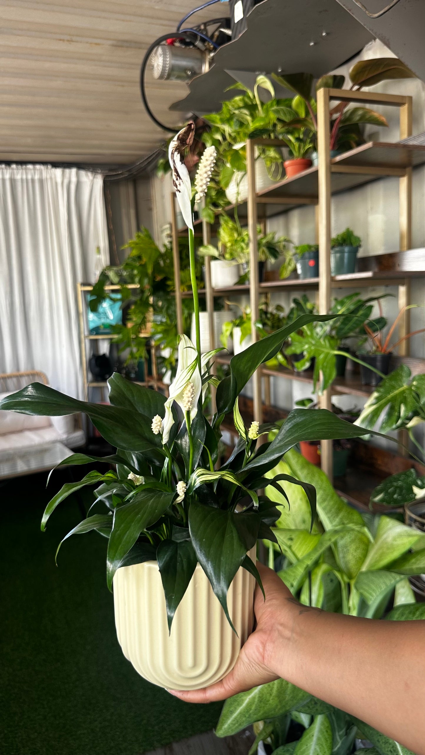 Plant Repotting Service