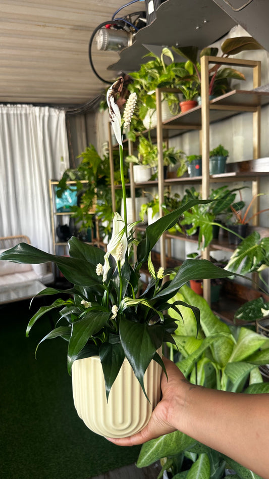 Plant Repotting Service