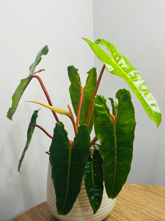 Billietiae || Philodendron Billietiae