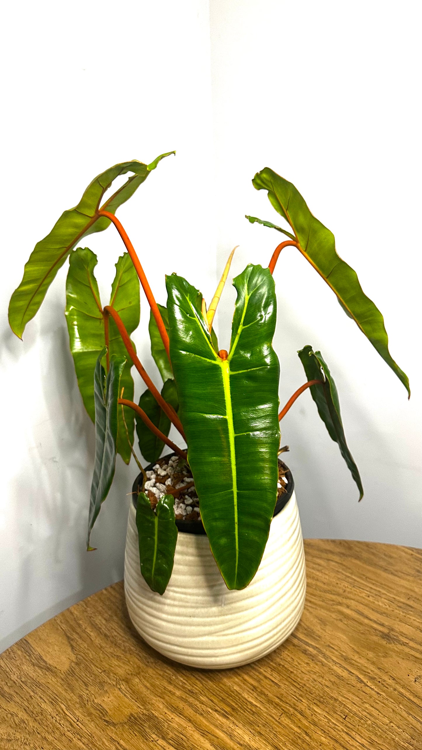 Billietiae || Philodendron Billietiae
