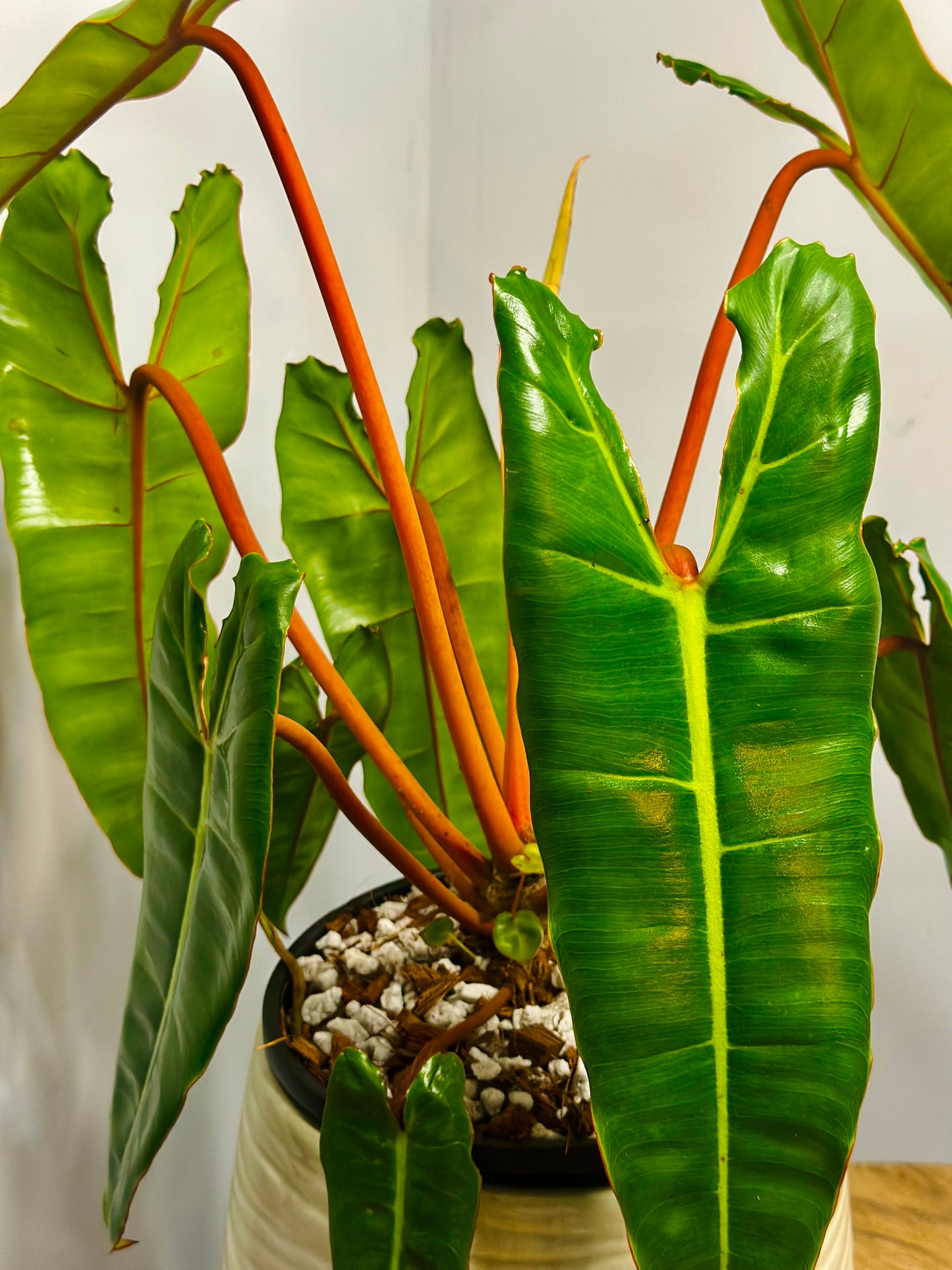 Billietiae || Philodendron Billietiae