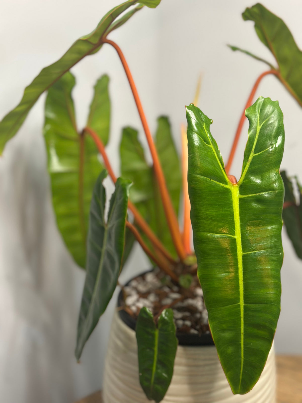 Billiaetae || Philodendron Billiaetae