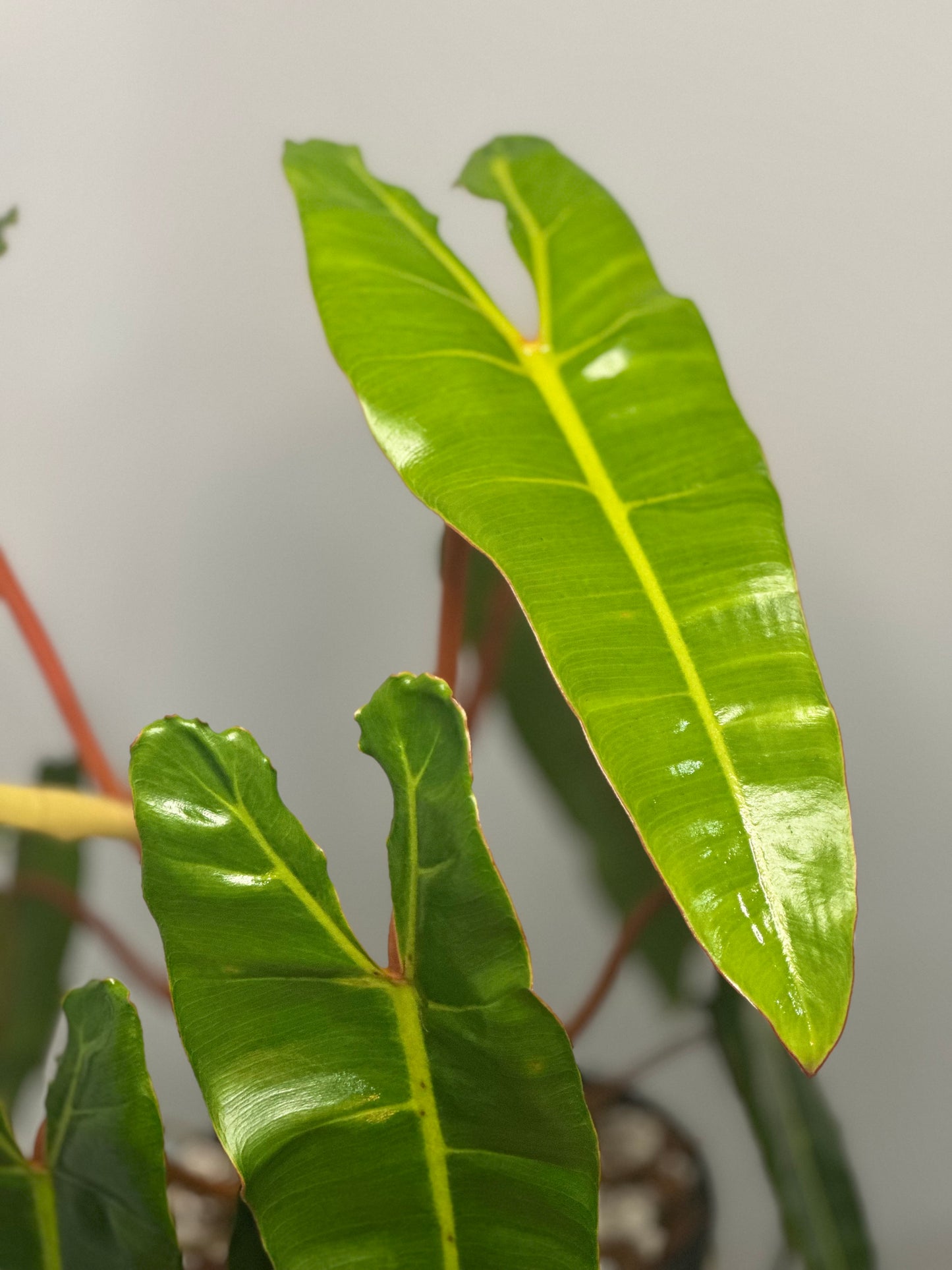 Billietiae || Philodendron Billietiae