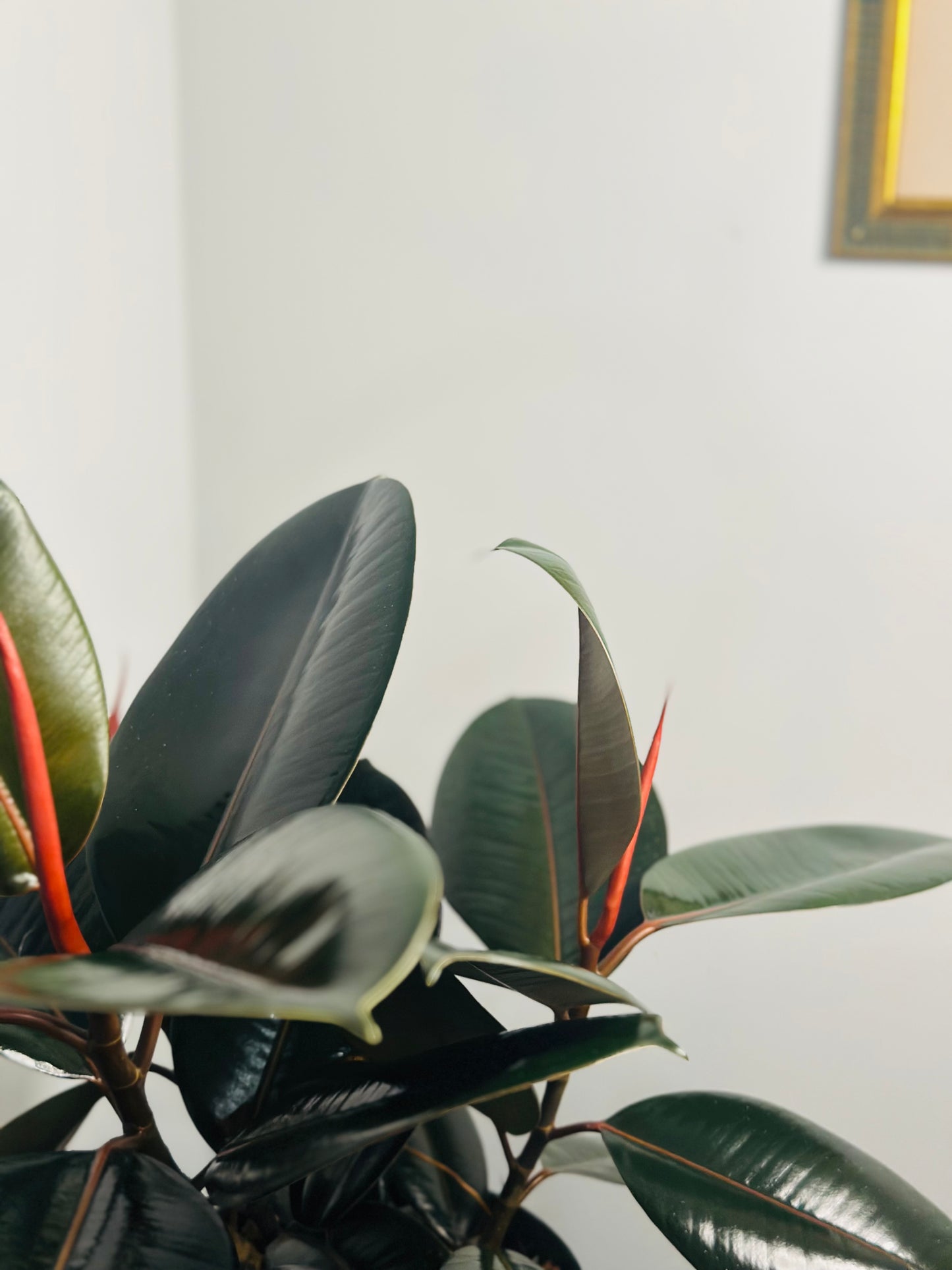 Burgundy Rubber Tree || Ficus Elastica 'Burgundy'