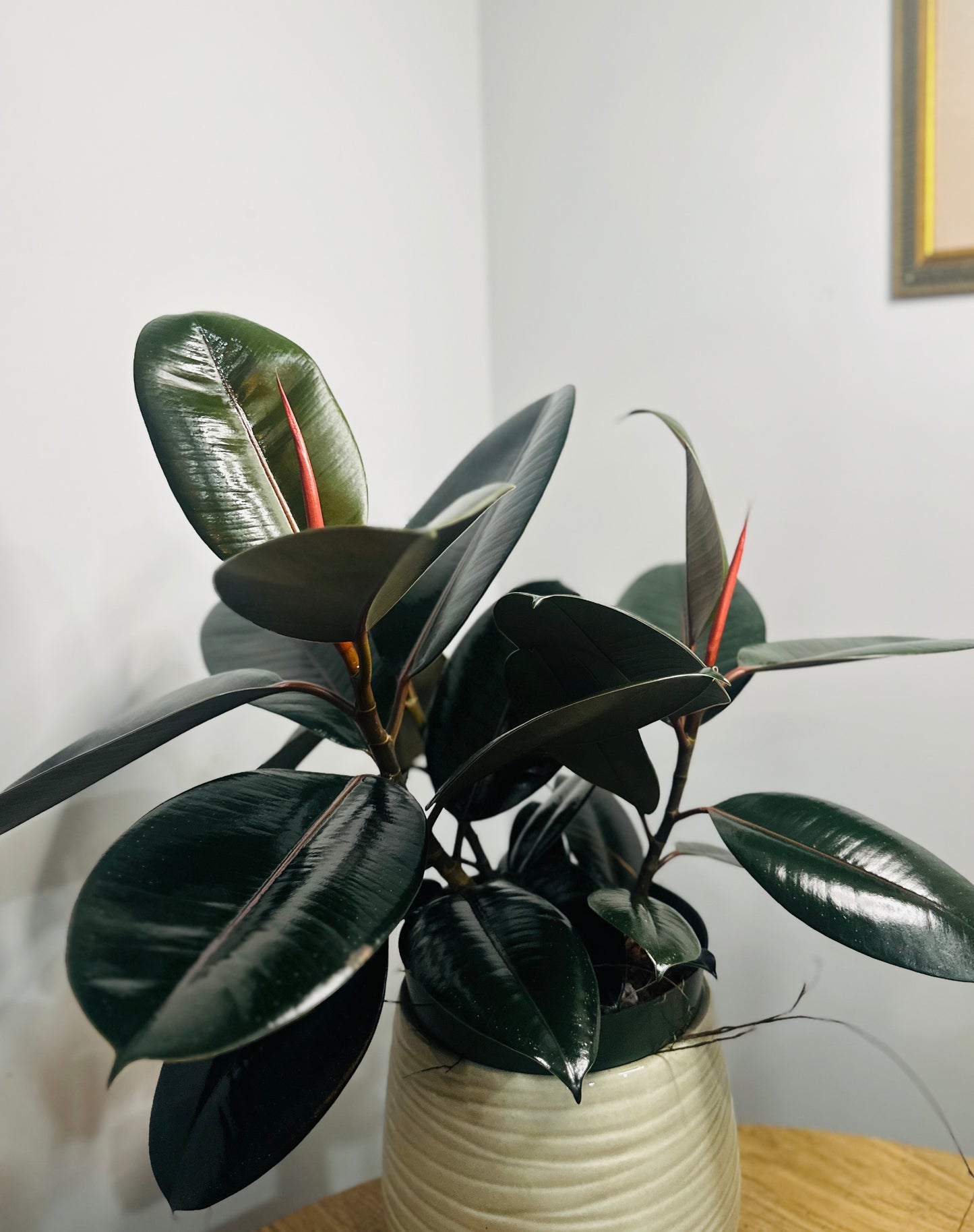 Burgundy Rubber Tree || Ficus Elastica 'Burgundy'