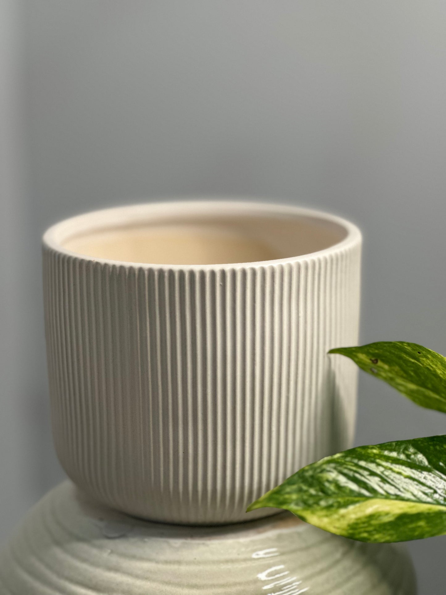 Cirricula White Ridged Pot
