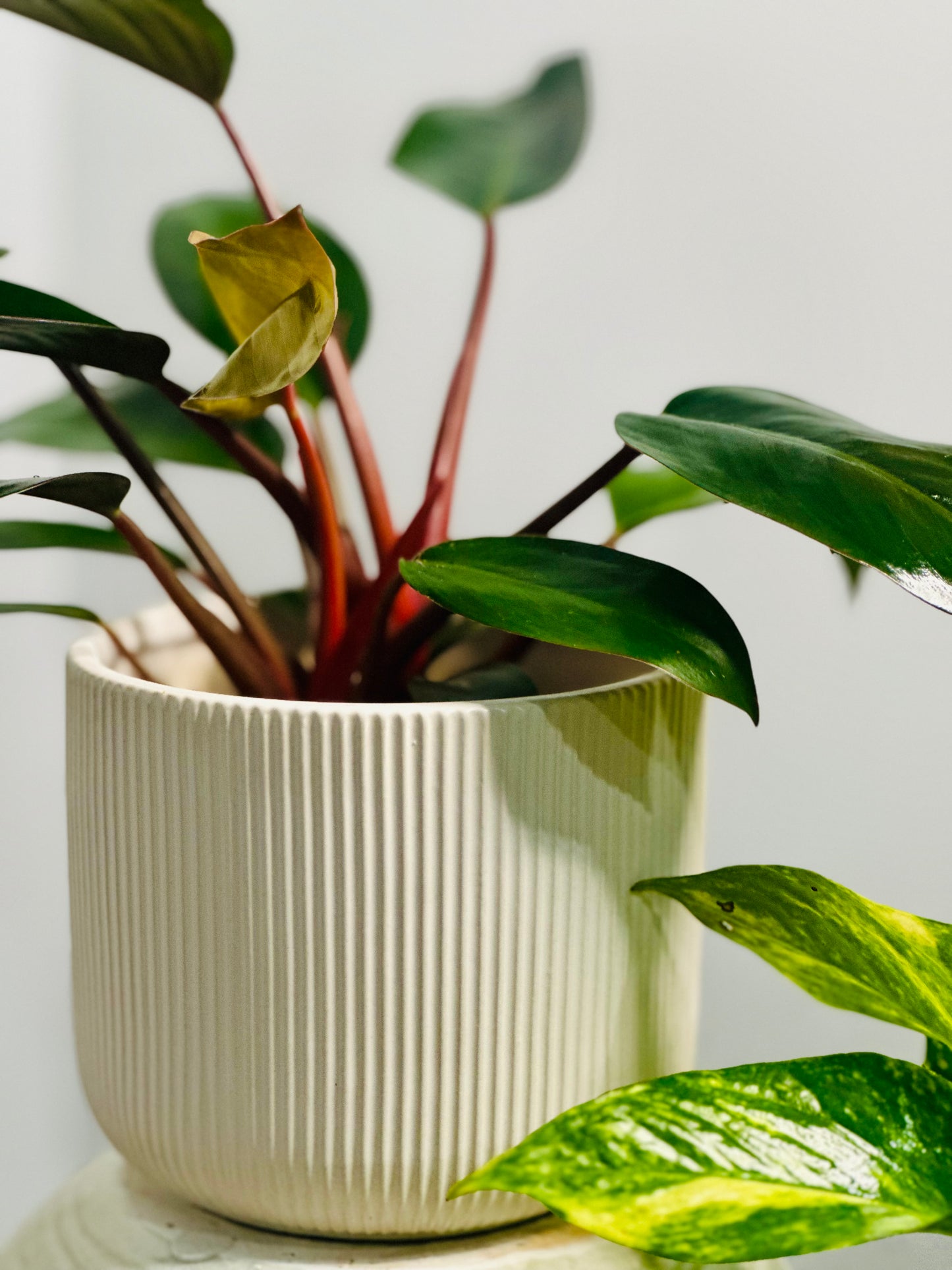 Philodendron Congo || Philodendron 'Congo Rojo'