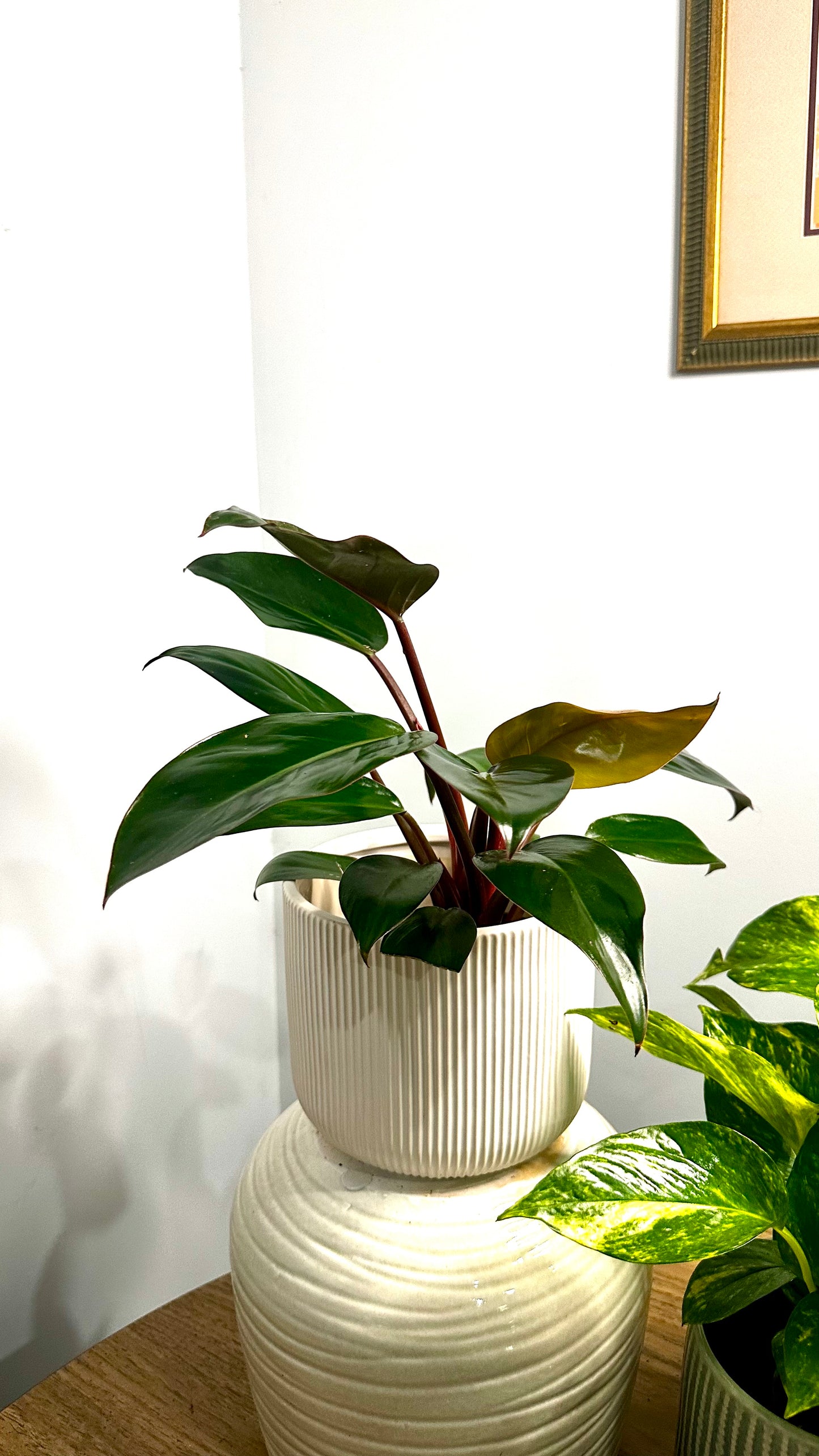 Philodendron Congo || Philodendron 'Congo Rojo'