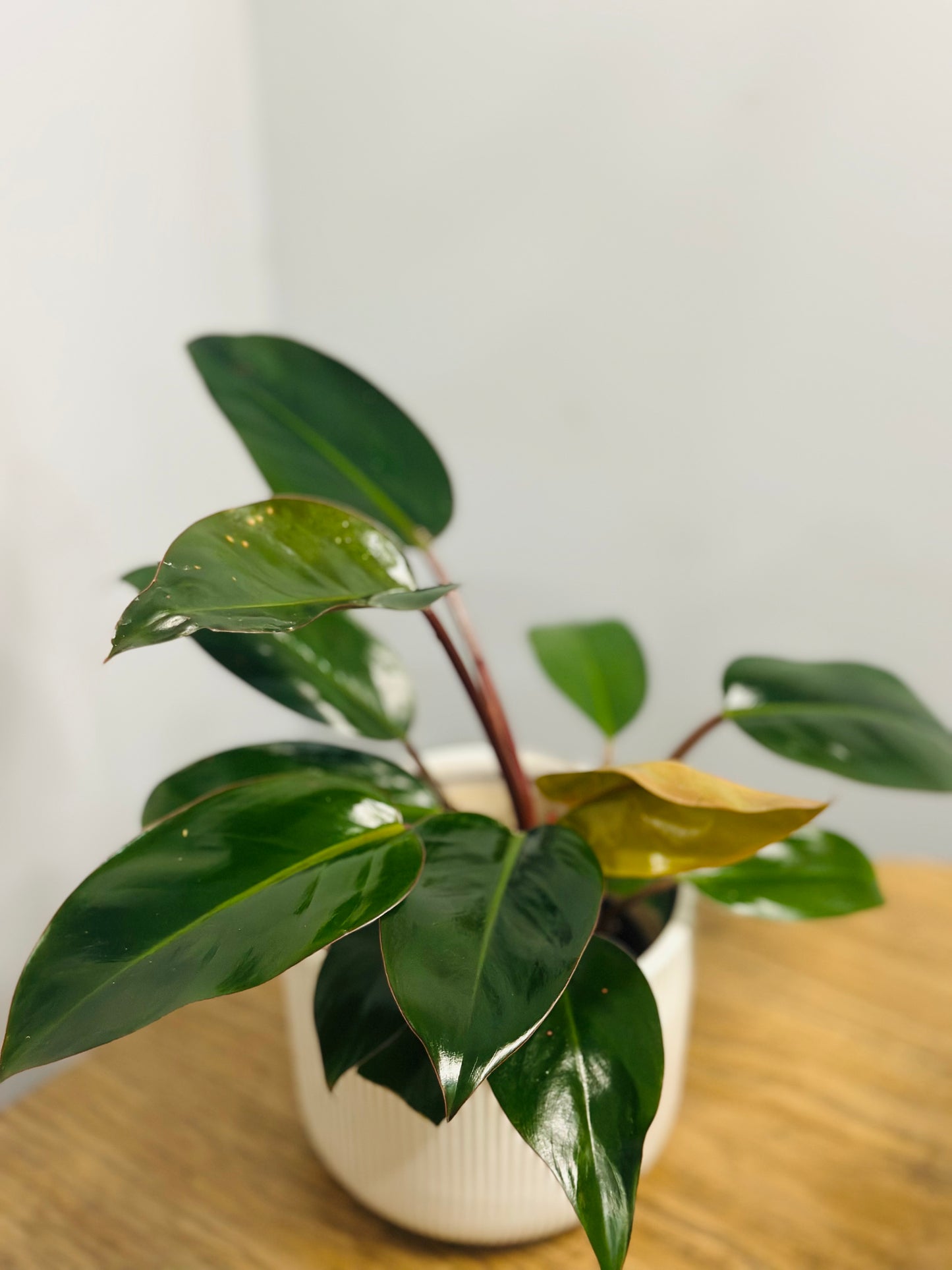 Philodendron Congo || Philodendron 'Congo Rojo'