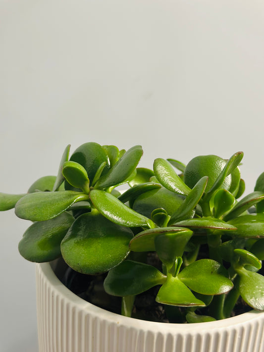 Jade || Crassula Ovata