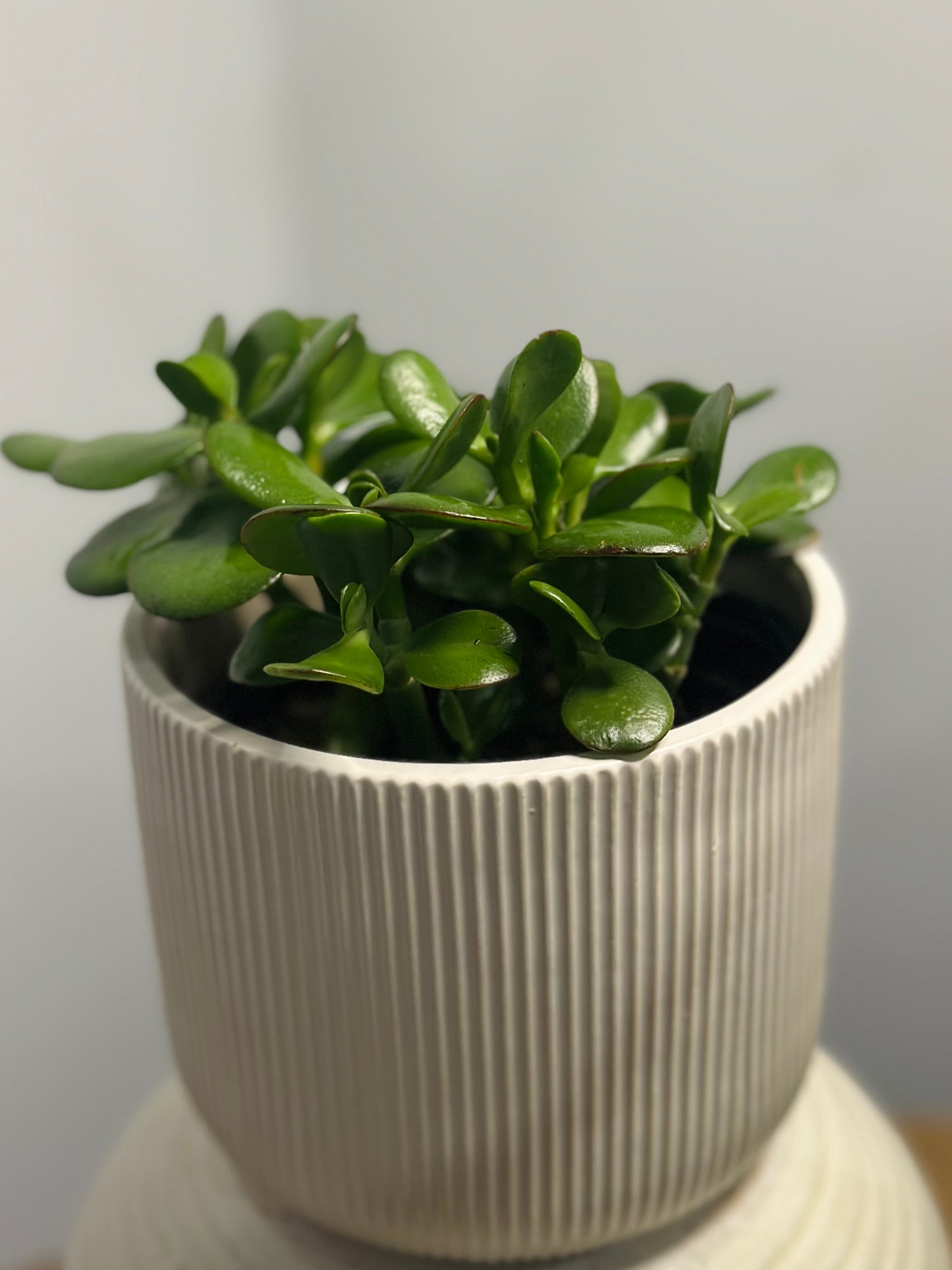 Jade || Crassula Ovata