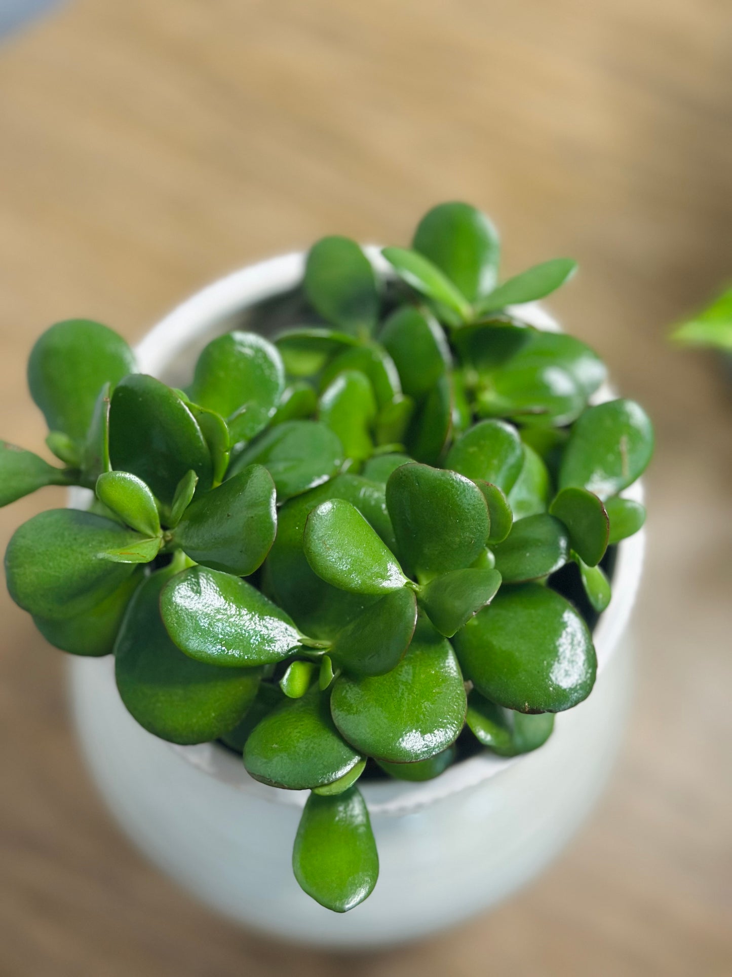 Jade || Crassula Ovata