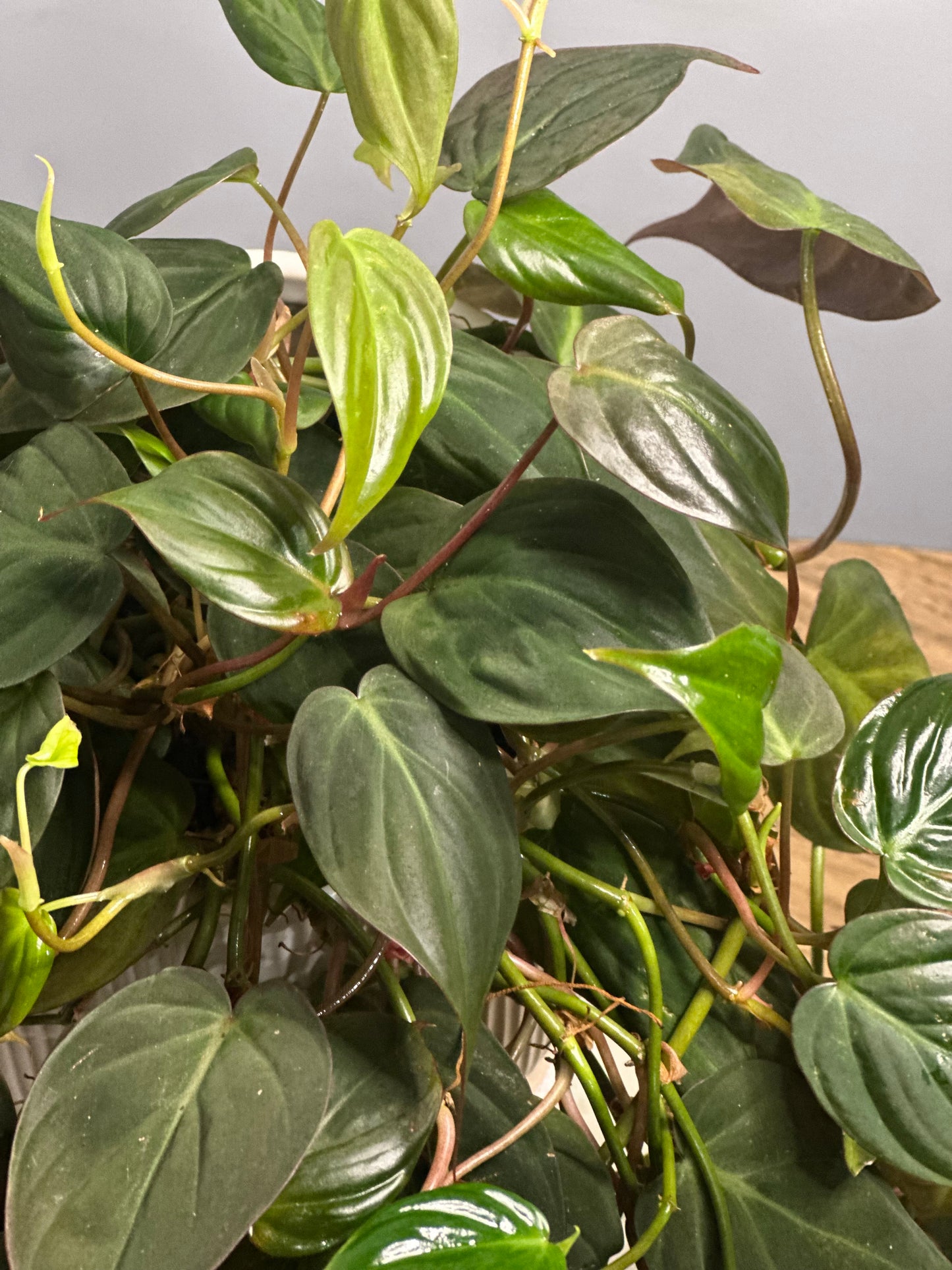 Mican || Philodendron Mican 'Velvet'