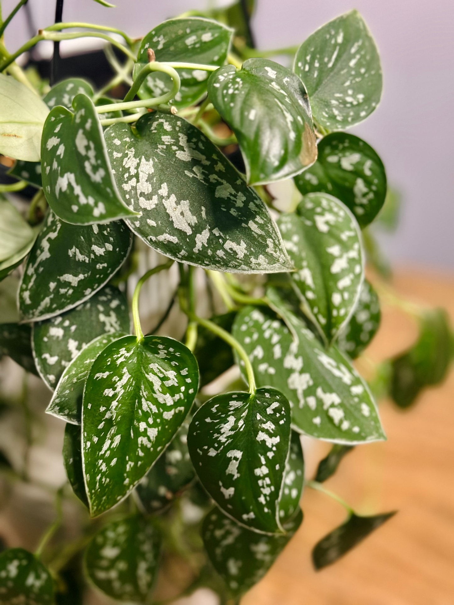 Satin Pothos || Scindapsus Pictus