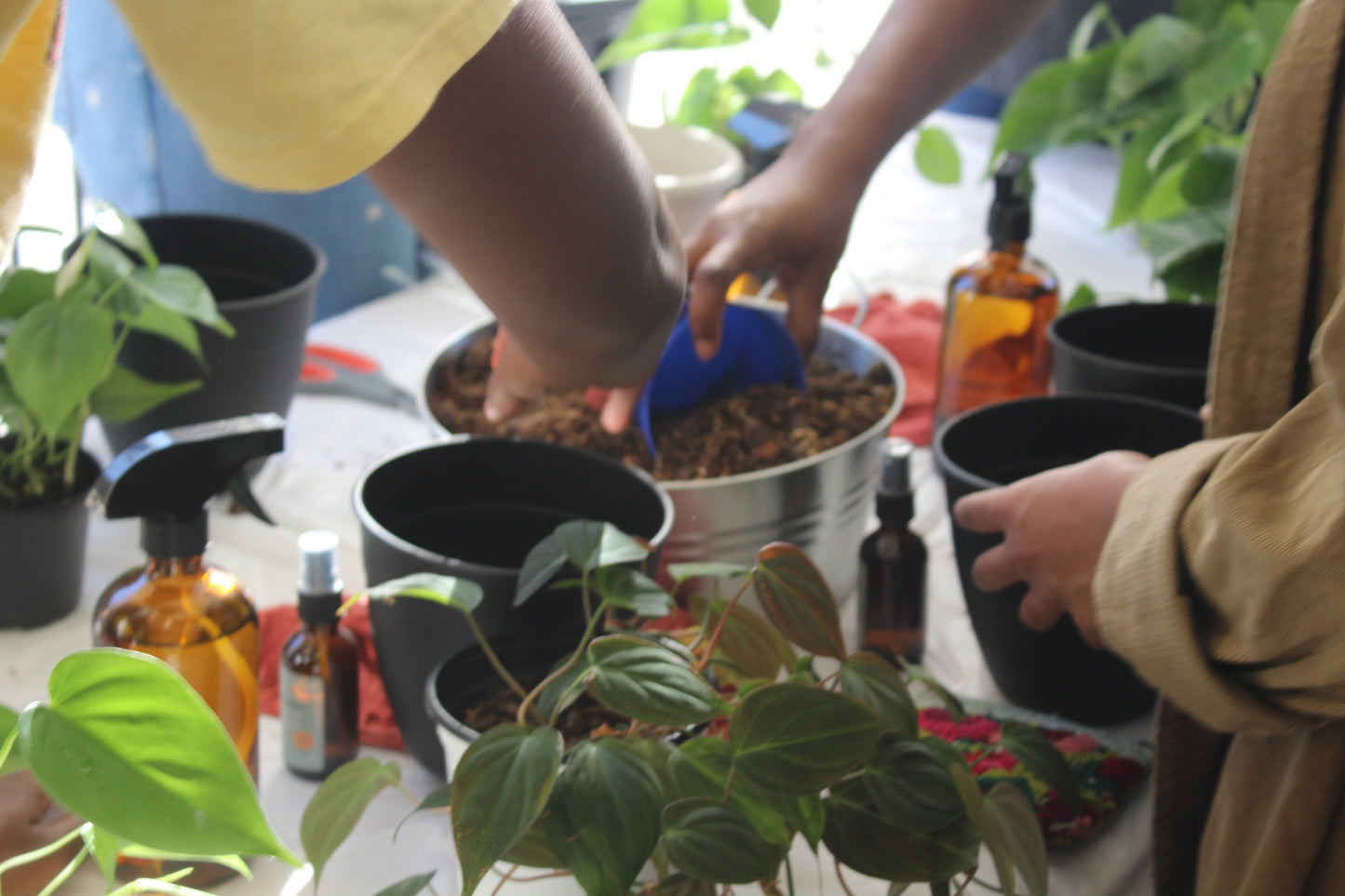 Plant Repotting Service