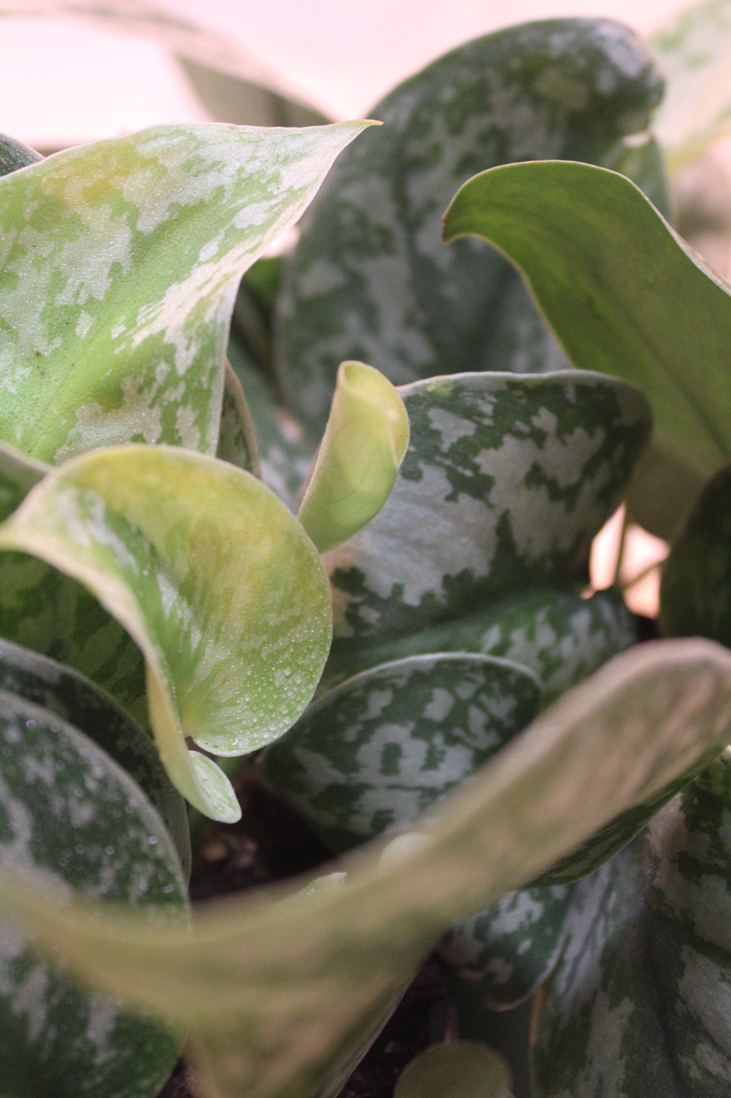 Satin Pothos || Scindapsus Pictus 'Exotica'