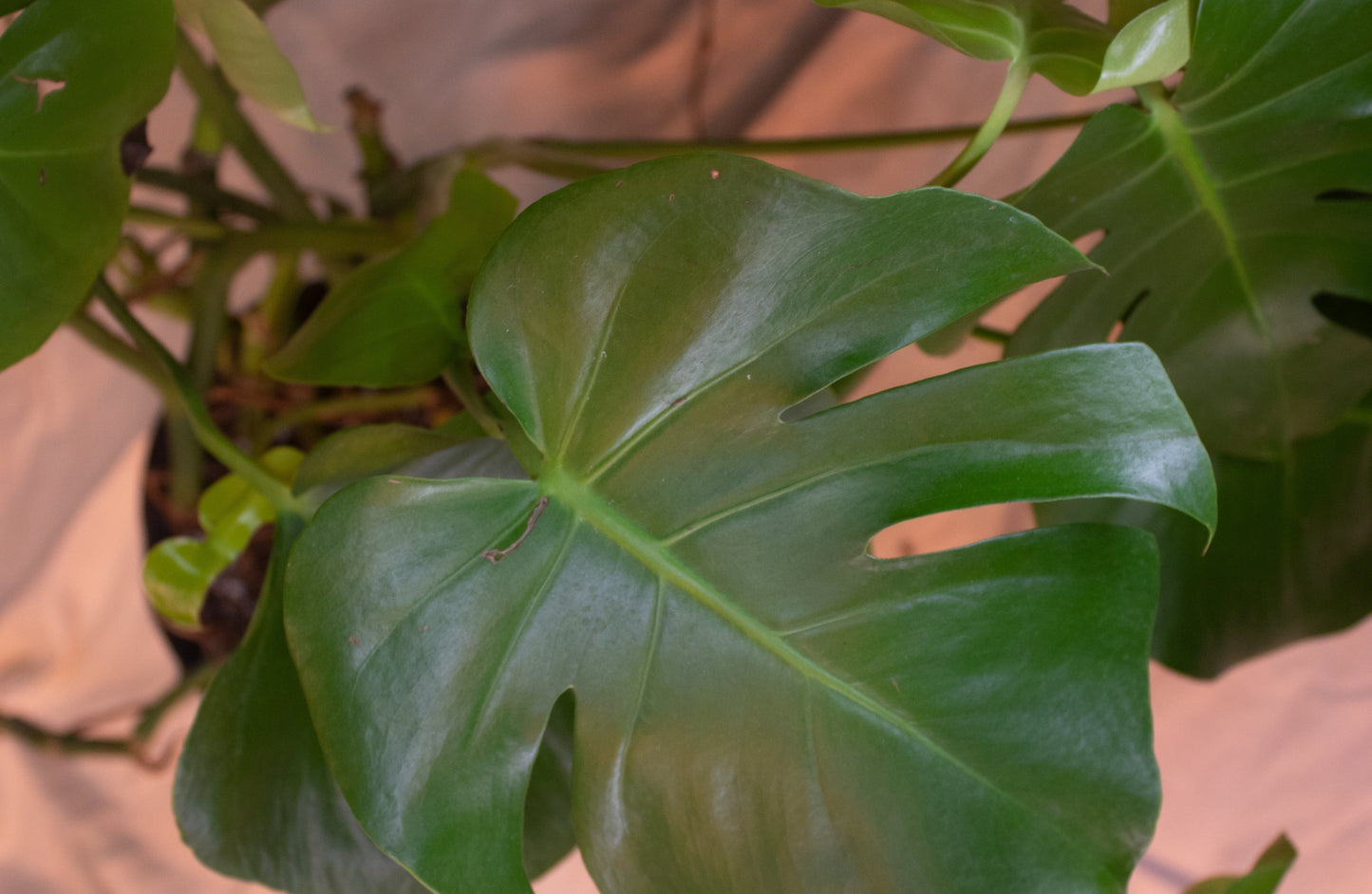 Large Swiss Cheese || Monstera Delicosa